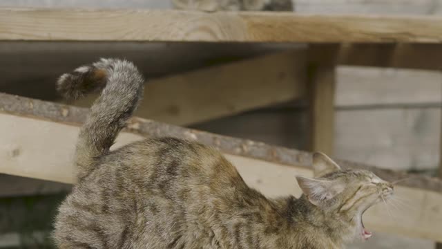 cute cat playing piano | cute cats funny videos | cute cats and kittens