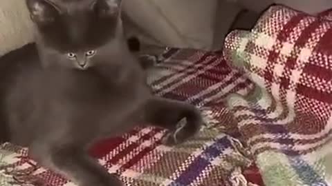 cat#youtubeshorts