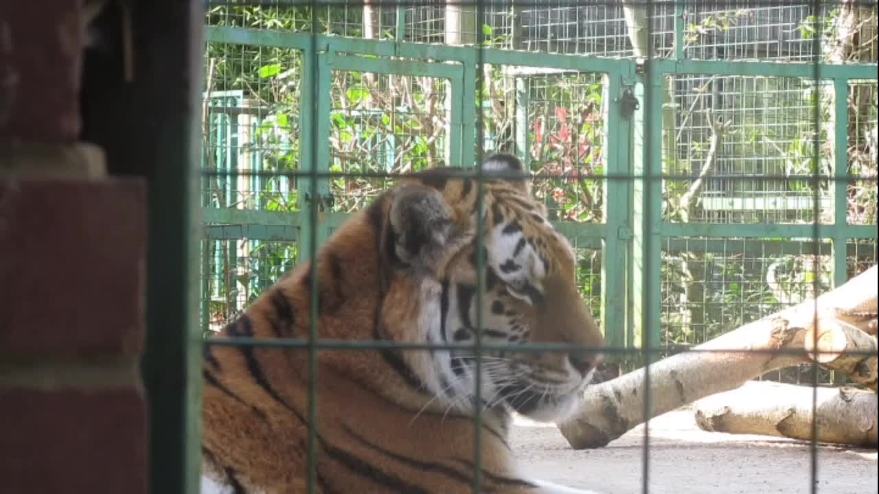 Amazing Tiger's life in the forest