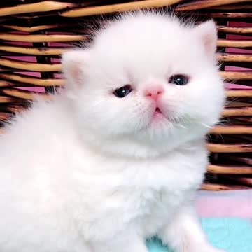 Adorable Milk Drunk Kittens