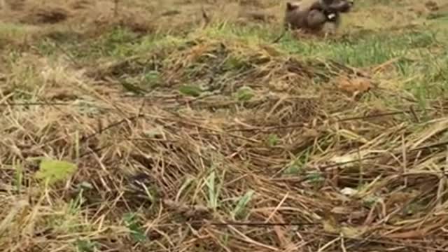 Puppy Running in Slow Motion