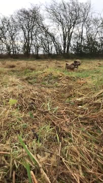 Puppy Running in Slow Motion