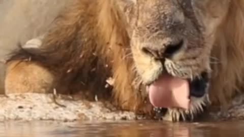 Wildlife in Close view with different perspective.