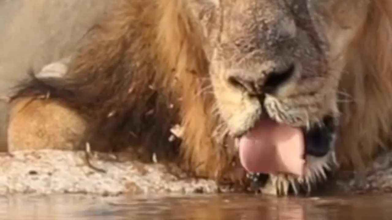 Wildlife in Close view with different perspective.