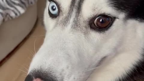 Huskies have different colored eyes