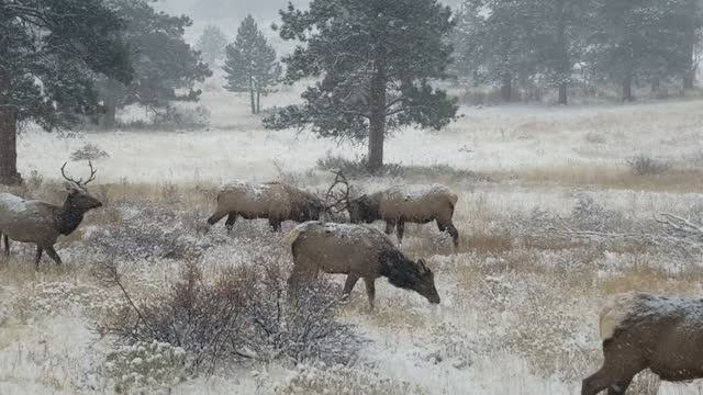 Big Bull Elk Sparring