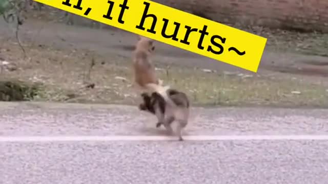Funny dog|cute dog