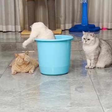 So cute cats
