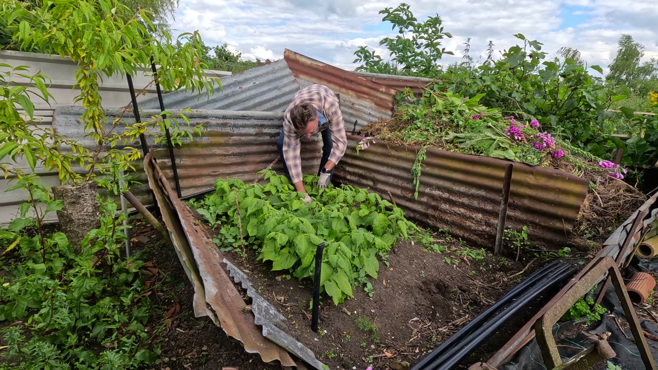 How to grow Foxgloves, roses, other flowers and a bit of weeding (June 2024)