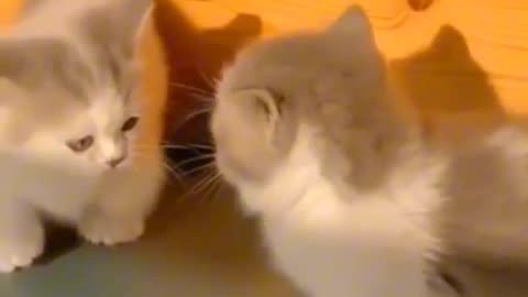 Cute kitties