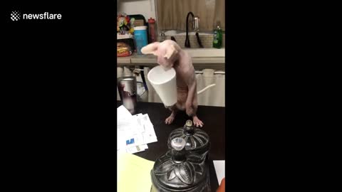 Sphynx cat does funny dance while holding styrofoam cup in its mouth