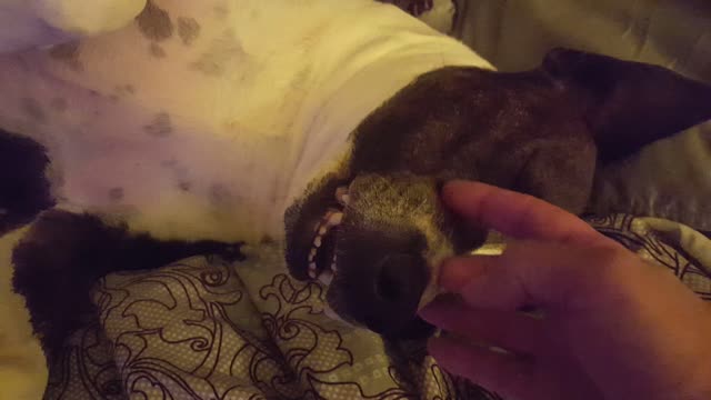 Bruno the pitbull tells his Mom, he's had enough belly rubs, he is ready for bed.