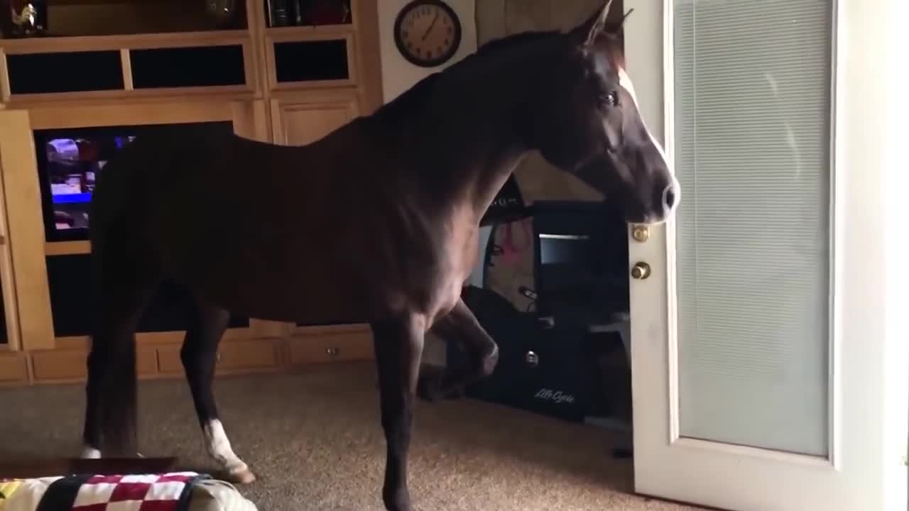 Horse Takes a Walk Inside the House to Relax with the Owner