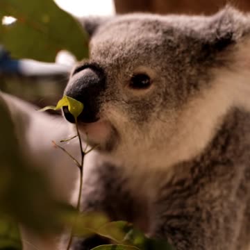Koala Eating Leaves From a Branch