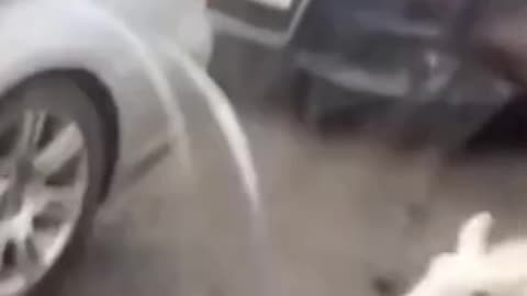 Sheep love to jump funny animal