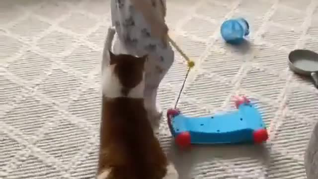 Funny video, funny cat, funny little kid