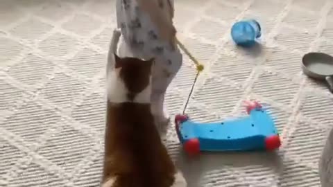 Funny video, funny cat, funny little kid