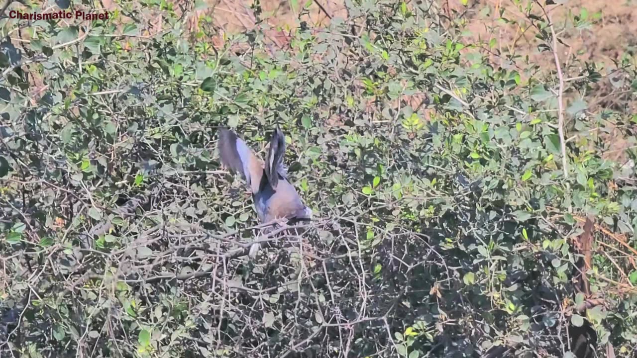 Beautiful Laughing Dove Video