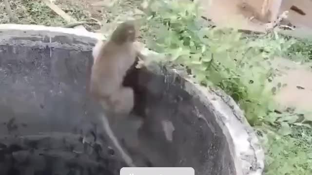 Kitten rescued by a little Monkey.