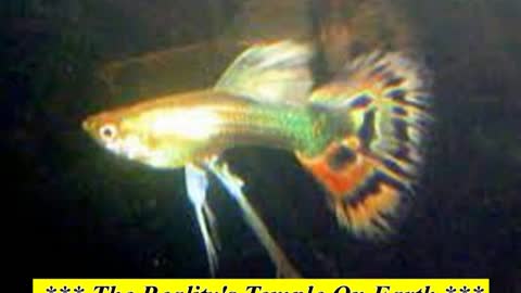 Is The BIG Penis A Product Of Slavery ?