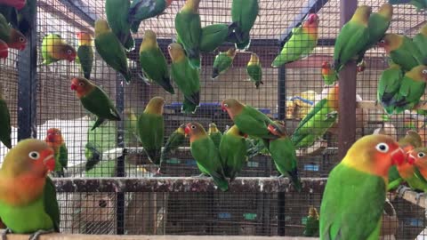 Fisher Parrot Colony - Young Love Birds in a large number