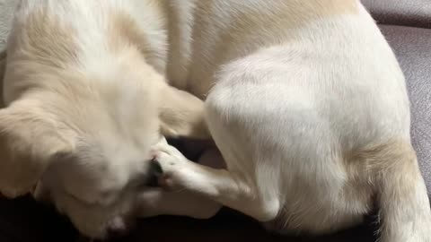 Itchy dogs scratch their bodies hard