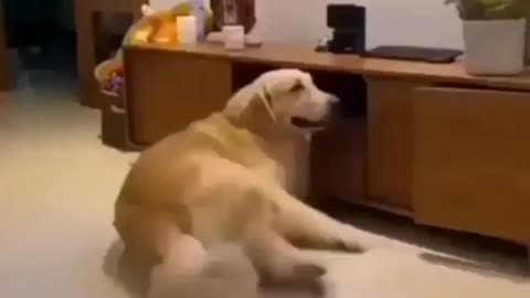 fUNNY DOGS