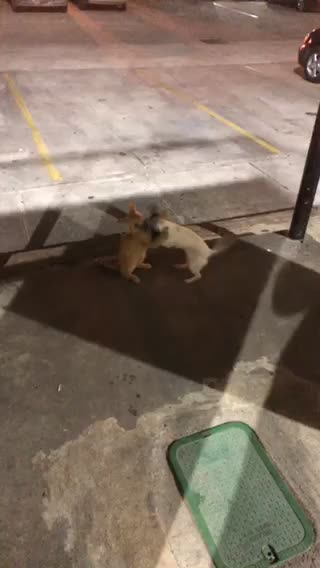 Mars the cat plays with Lili the Chiweenie