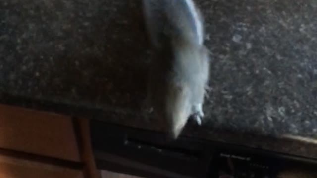 A brown squirrel on a kitchen counter jumps across to a camera
