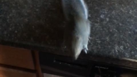 A brown squirrel on a kitchen counter jumps across to a camera