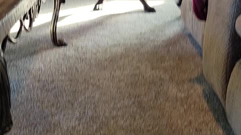 Light Zoomies