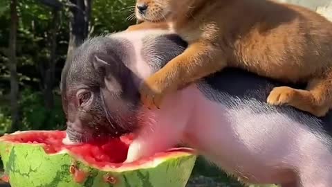 Pet pigs eat watermelon and dogs