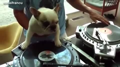 Funny dog dancing gangram style