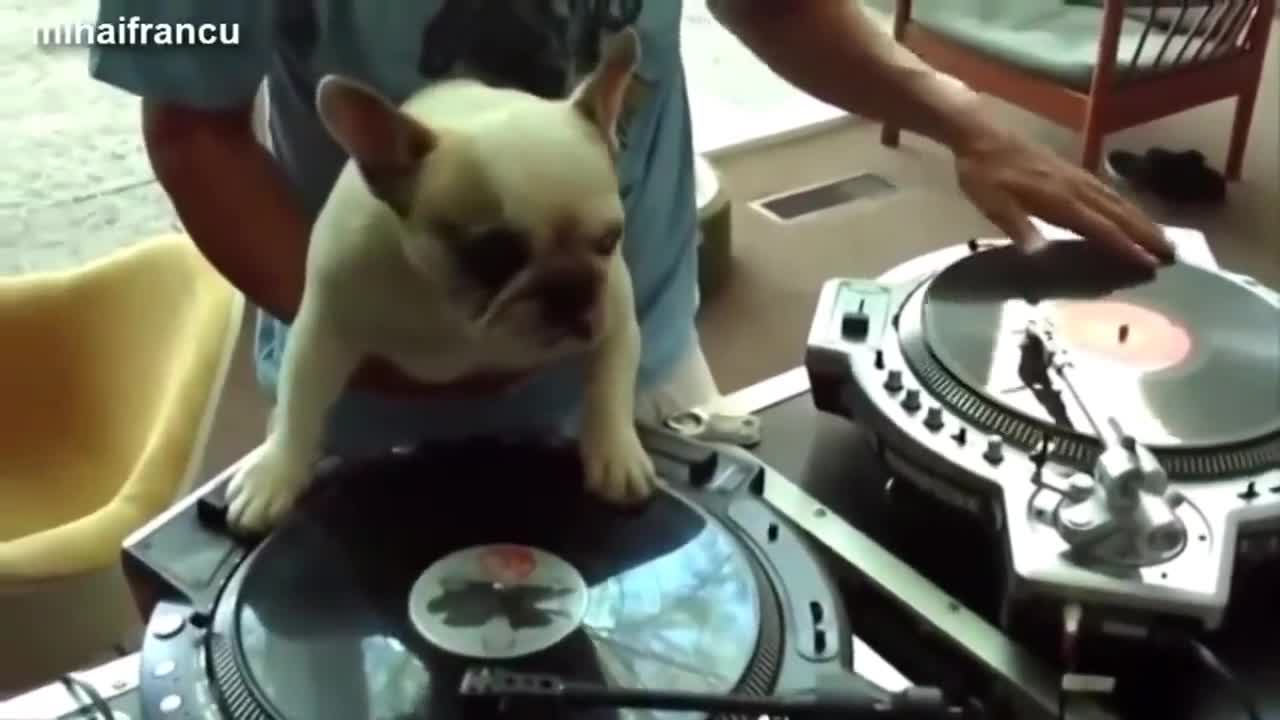 Funny dog dancing gangram style