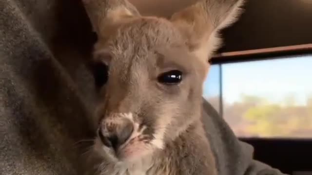 How to cute is this baby kangaroos 🦘