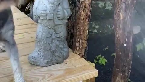dog helping funny video