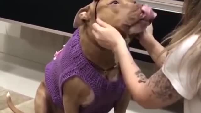 Funny dog videos || If you dont own a dog something wrong with your life