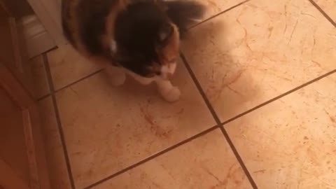 Collab copyright protection - cat scared of rug jumps on sink fail