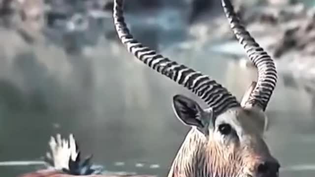 An antelope in the water