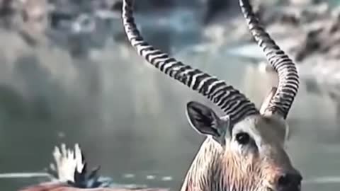 An antelope in the water