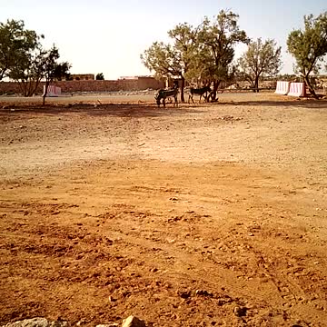 تيقنتؤر عين صالح