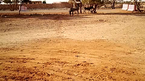 تيقنتؤر عين صالح