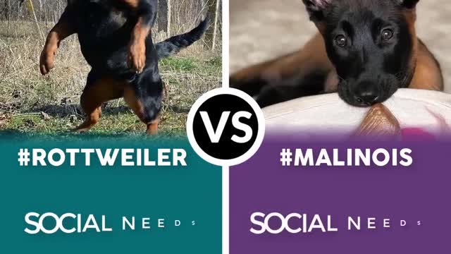 Belgian Malinois VS Rottweiler