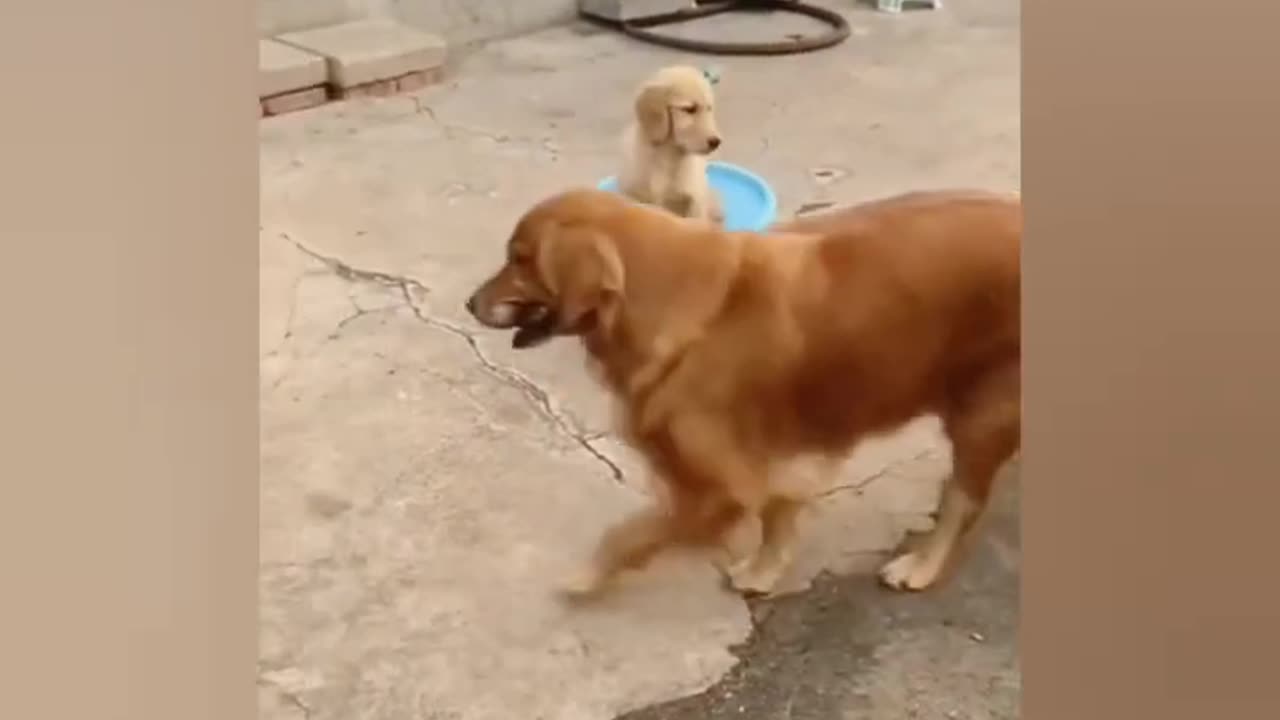 Funny Animal Video