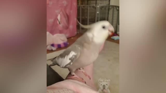 Cute Parrot Is Singing his music