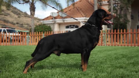 FIVE THINGS YOU SHOULD KNOW ABOUT ROTTWEILERS