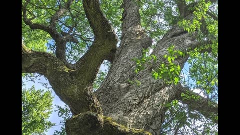 The Tree by Eleanor Scott