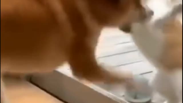 Funny Dog🐕 & Cat🐈 Fighting In Mirror Glass