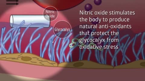 Glycocalyx Structure and Function Explained