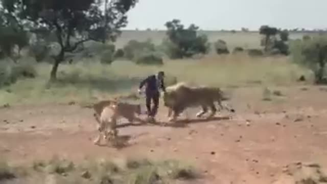 Playing soccer with lion 🦁